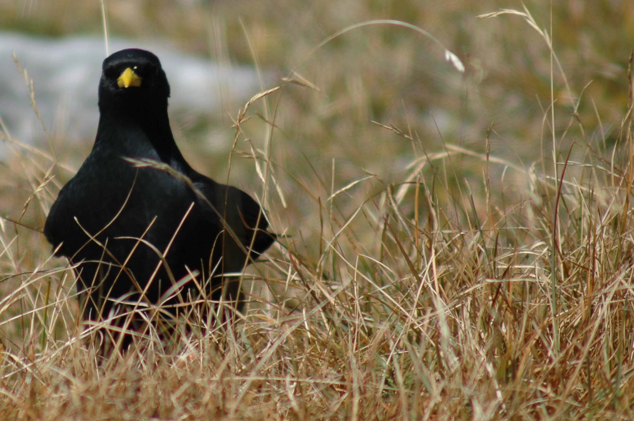 Phyrrocorax graculus